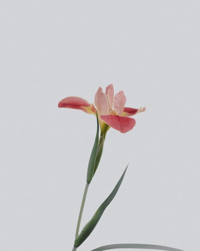 Fleurs aux teintes douces et feuillage naturel